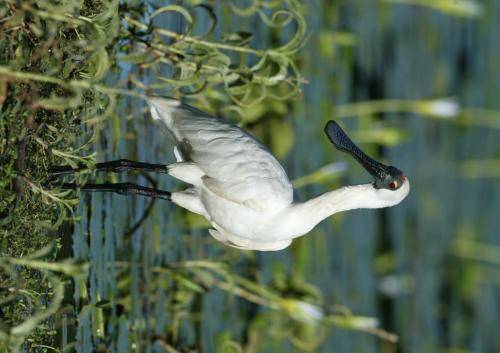 Royal Spoonbill