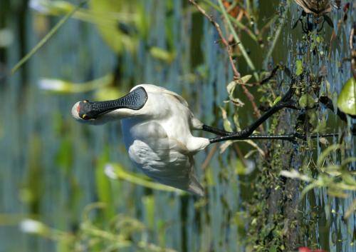 Royal Spoonbill