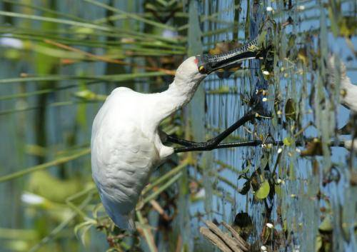 Royal Spoonbill