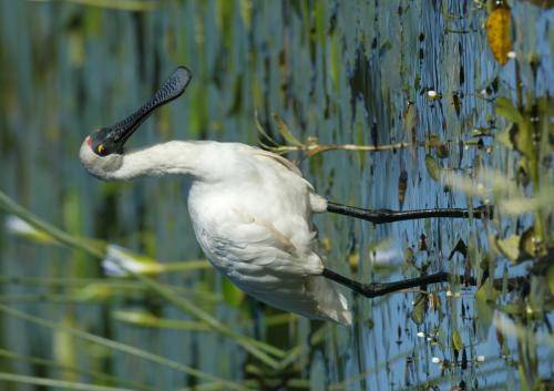 Royal Spoonbill