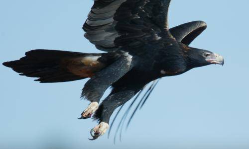 Wedge tailed Eagle
