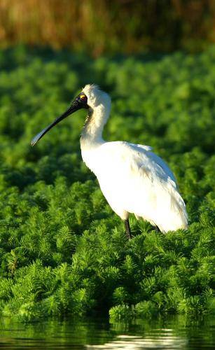Royal Spoonbill