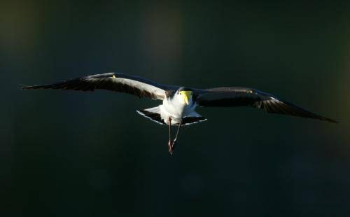 Masked Lapwing