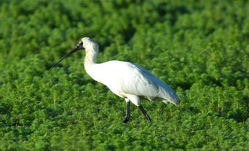 Royal Spoonbill