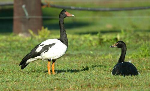 Magpie Goose