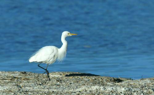 Intermediate Egret