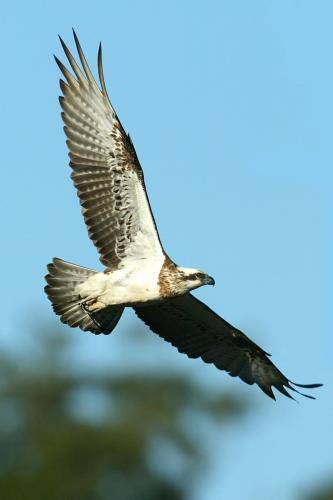 Osprey