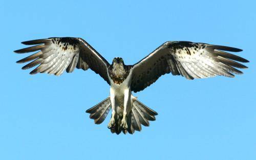 Osprey
