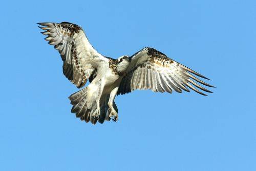 Osprey