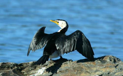 Little pied Cormorant
