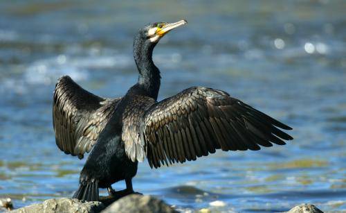 Great Cormorant