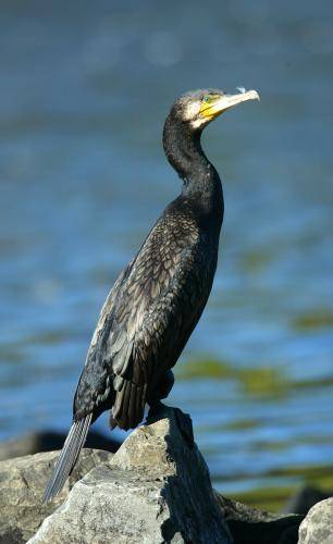Great Cormorant