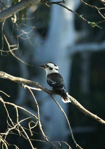 Laughing Kookaburra