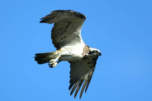 Osprey