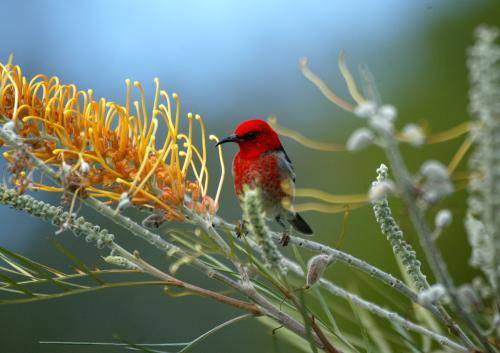 Scarlet Honeyeater