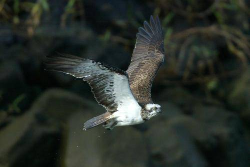 Osprey