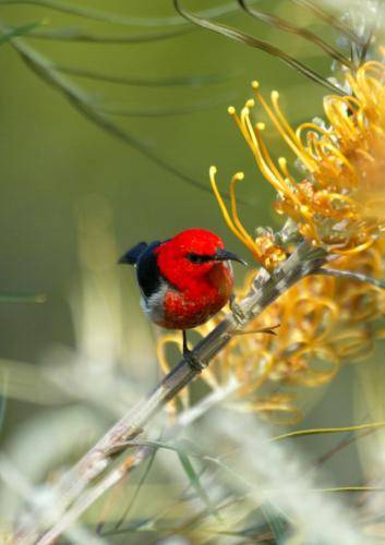 Scarlet Honeyeater