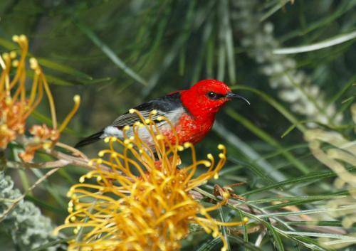 Scarlet Honeyeater