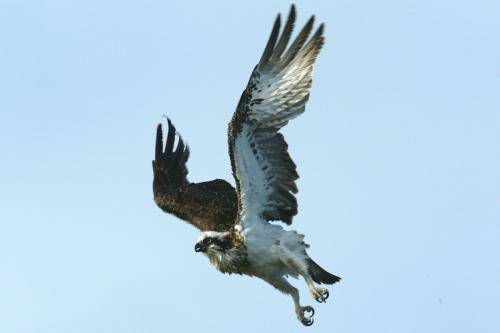 Osprey
