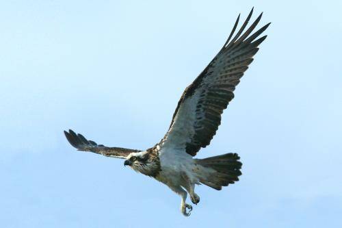 Osprey