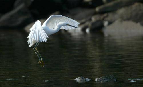 Intermediate Egret