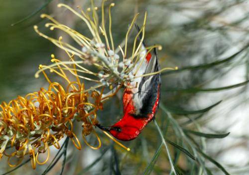 Scarlet Honeyeater
