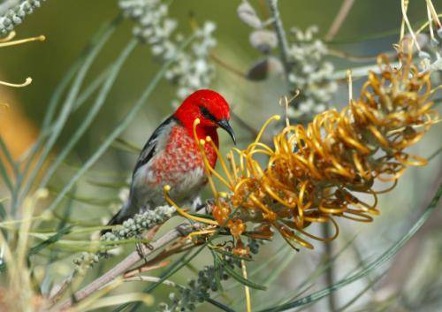 Scarlet Honeyeater