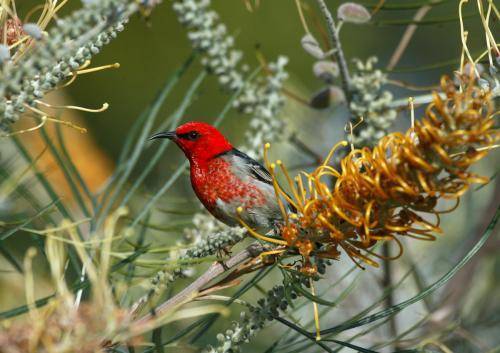 Scarlet Honeyeater