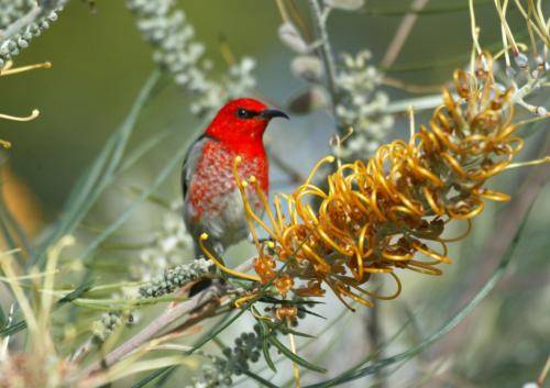 Scarlet Honeyeater