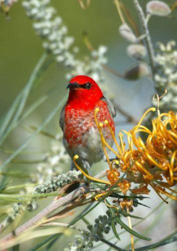 Scarlet Honeyeater