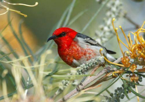 Scarlet Honeyeater