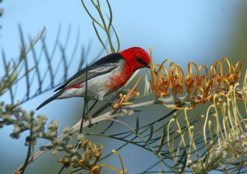 Scarlet Honeyeater