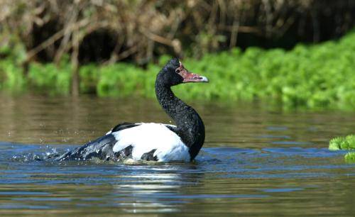 Magpie Goose