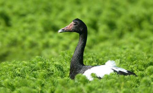 Magpie Goose