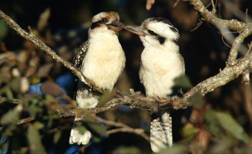 Laughing Kookaburra