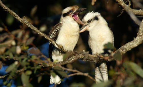 Laughing Kookaburra