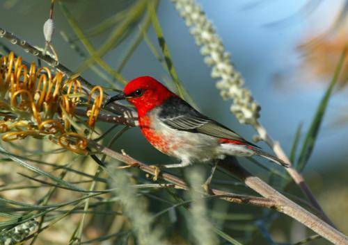 Scarlet Honeyeater