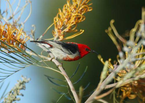 Scarlet Honeyeater