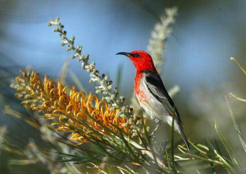 Scarlet Honeyeater
