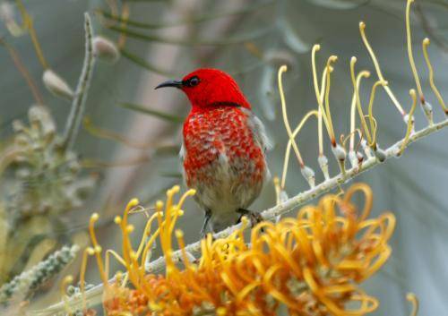 Scarlet Honeyeater
