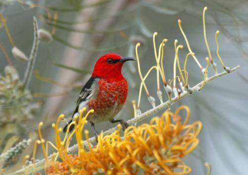 Scarlet Honeyeater