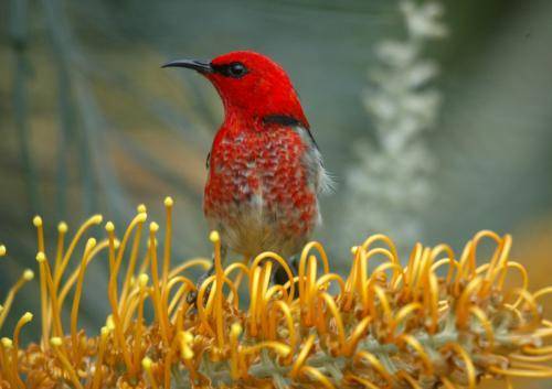 Scarlet Honeyeater