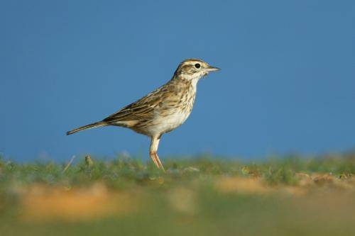 Australian Pipit