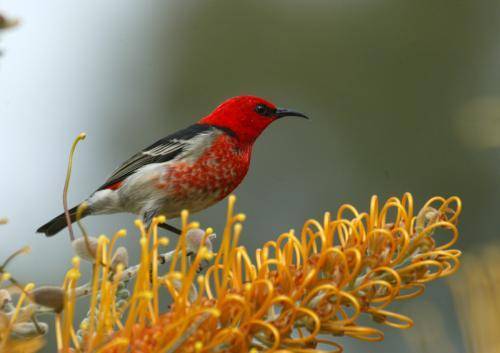 Scarlet Honeyeater