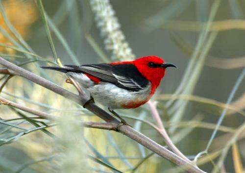Scarlet Honeyeater