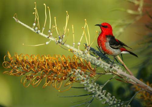 Scarlet Honeyeater