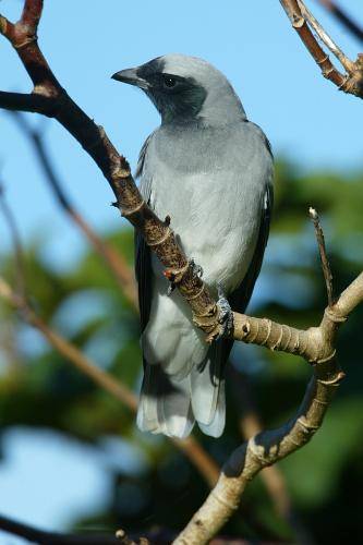 Black faced Cuckoo Shrike