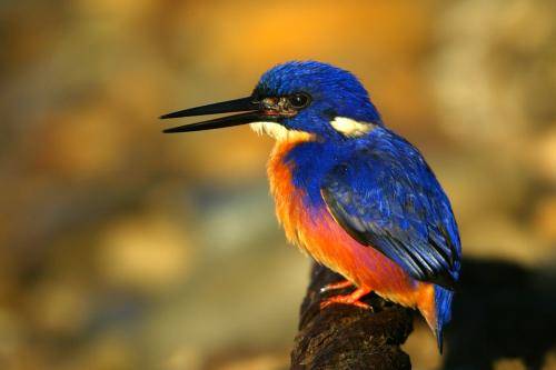 Azure Kingfisher