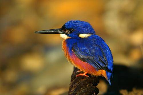 Azure Kingfisher