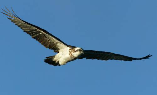 Osprey